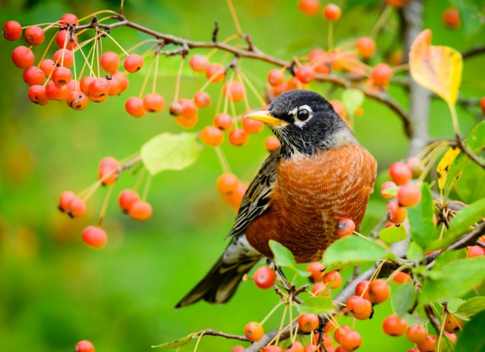 10 plantes de jardin qui nourriront les oiseaux de basse-cour en automne et en hiver