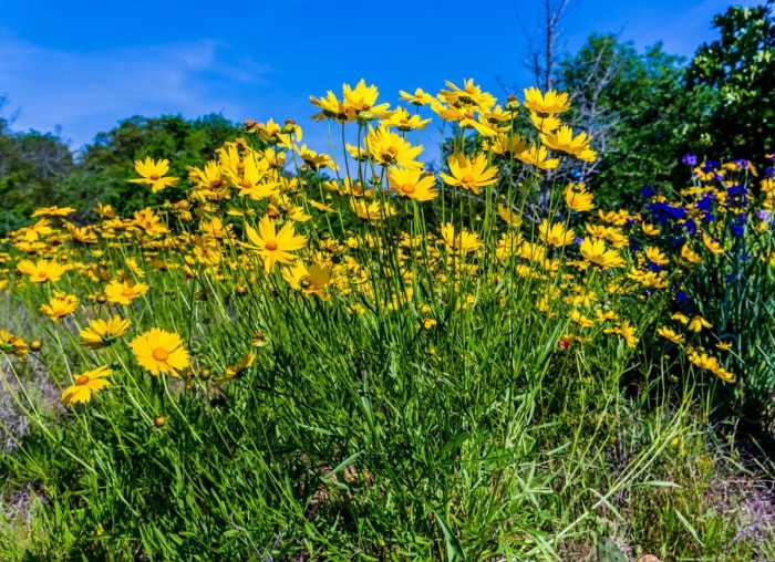 25 plantes faciles à utiliser pour un aménagement paysager à toute épreuve