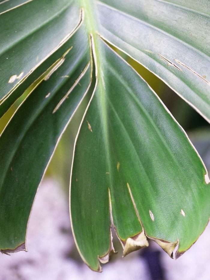 14 symptômes d'une plante d'intérieur malheureuse (et comment les traiter)