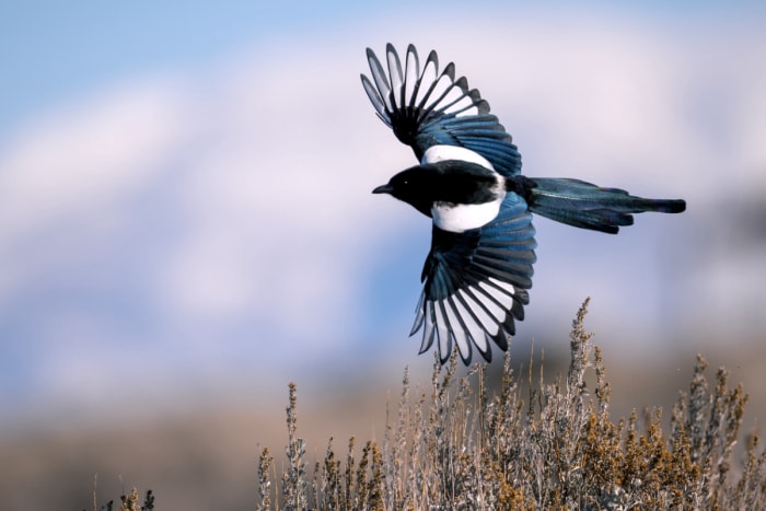 Oiseau à bec noir en vol