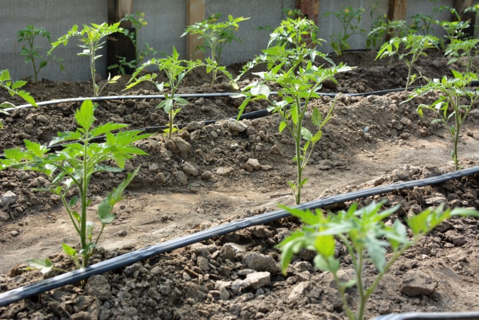 Rangées de plants de tomates en croissance avec des tuyaux suintants qui les longent.