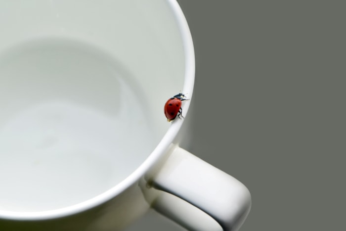 Coccinelle rouge sur une tasse