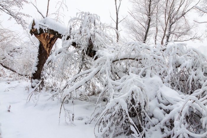 Un arbre est tombé en panne à cause de la neige tombée