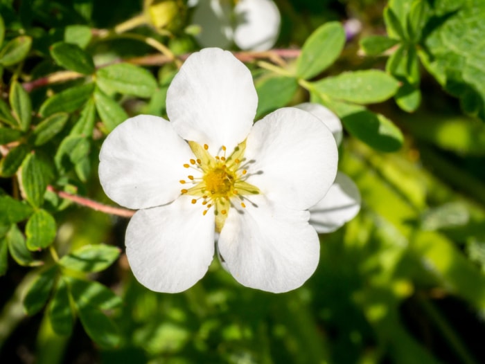 Vue rapprochée d'une potentille arbustive blanche, Dasiphora fruticosa syn Potentilla fruticosa fleur à cinq pétales.