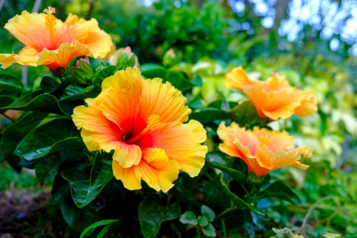 fleurs qui attirent les papillons - hibiscus