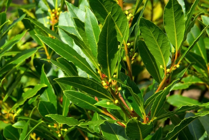 Feuilles de laurier vertes