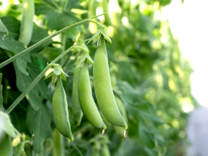 Pois mange-tout verts sur une plante.