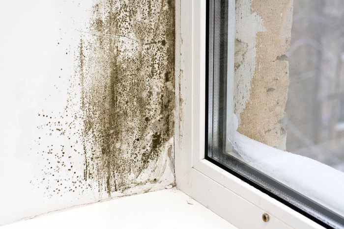 Gros plan sur une tache de moisissure sur un mur près d'une fenêtre.