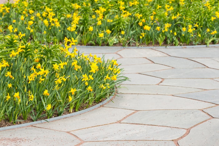 Une allée de dalles grises entourant des parterres de fleurs pleins de jonquilles