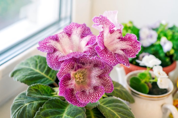 Floraison du gloxinia tacheté.