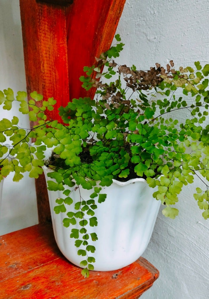 Les 26 meilleures plantes pour la décoration de la salle de bain