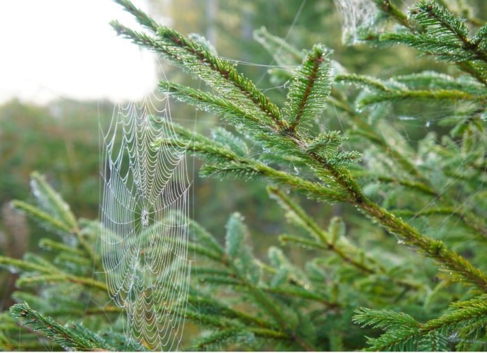 Les nuisibles qui pourraient se cacher dans votre sapin de Noël et comment s'en débarrasser