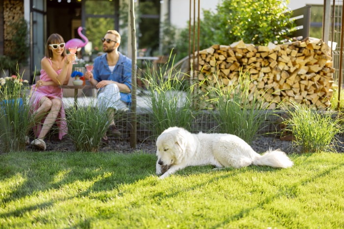 Un jeune couple élégant boit un verre assis avec son chien sur une pelouse dans leur belle cour de maison de campagne. Un jeune homme et une jeune femme passent l'été