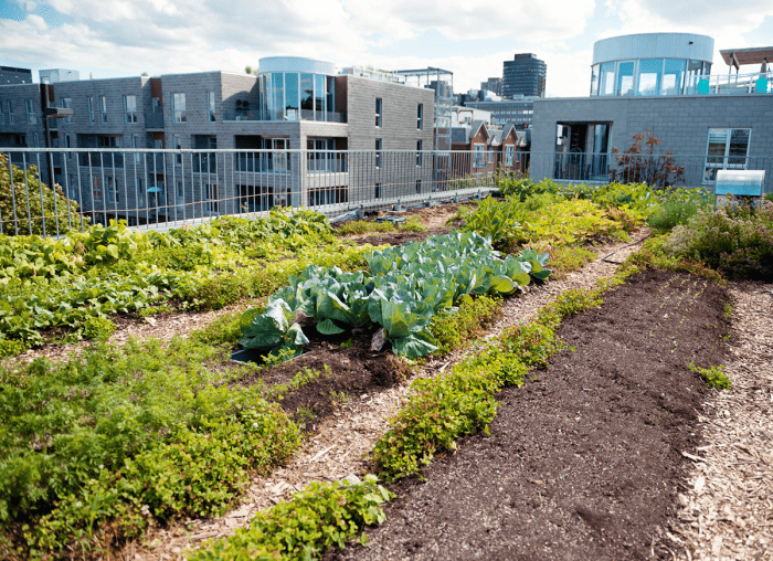 Un potager florissant sur le toit d'un immeuble résidentiel en ville.