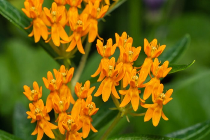 plantes résistantes aux lapins