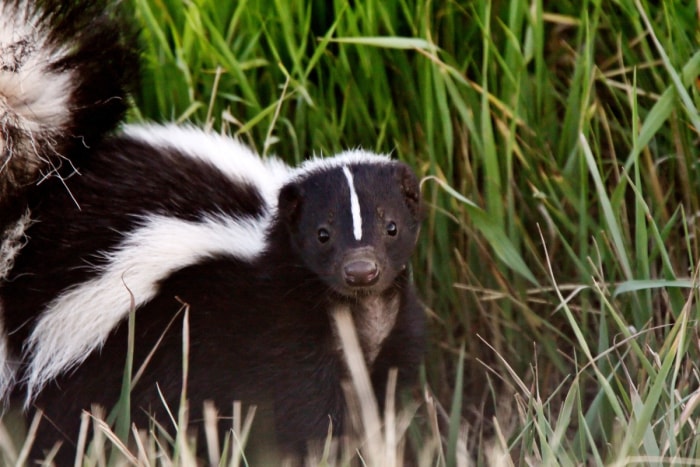 Mouffette dans l'herbe