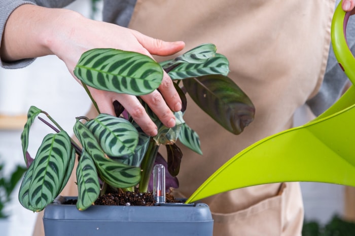 Pot pour plantes avec arrosage automatique, transplantation de Calathea en pot double, arrosage à l'arrosoir, assemblage d'un réservoir d'eau.