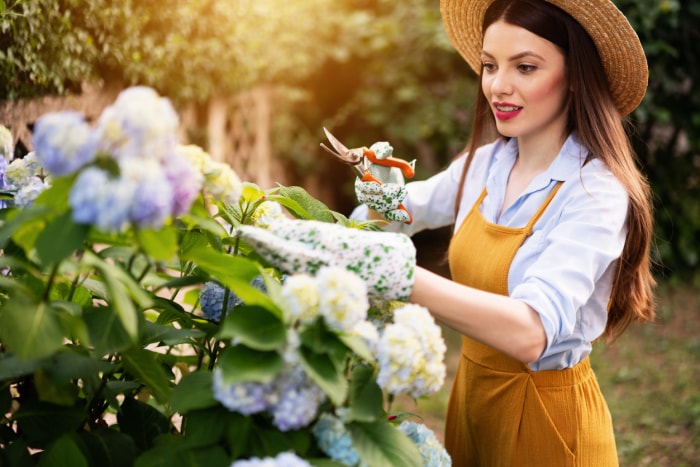 iStock-1303370157 jardin de fleurs coupées jeune femme coupant une plante d'hortensia.jpg