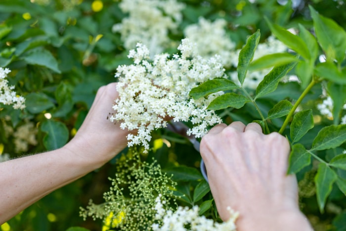 les mains d'une femme utilisant des ciseaux pour couper la fleur de sureau blanc du buisson