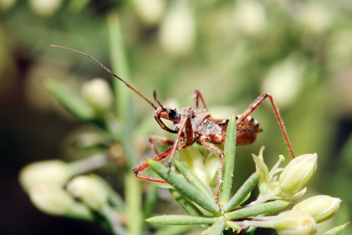 iStock-90331813 worst pests kissing bugs.jpg