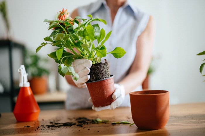 Femme rempotant une plante d'intérieur.