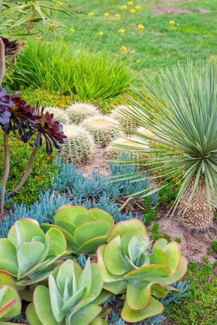 Plantes succulentes dans un jardin ensoleillé