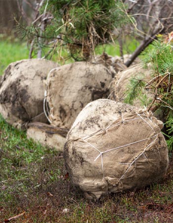 Coût de la transplantation d'arbres