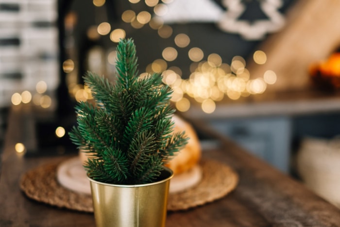 Plantes de Noël - petit conifère en pot