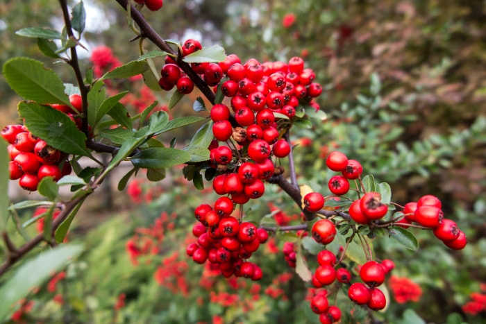 iStock-1296226878 plantes épineuses Baies d'aubépine sauvage rouges et mûres