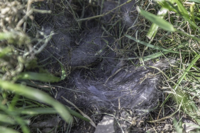 gros plan sur un nid de lapin dans l'herbe avec de la fourrure et de l'herbe morte