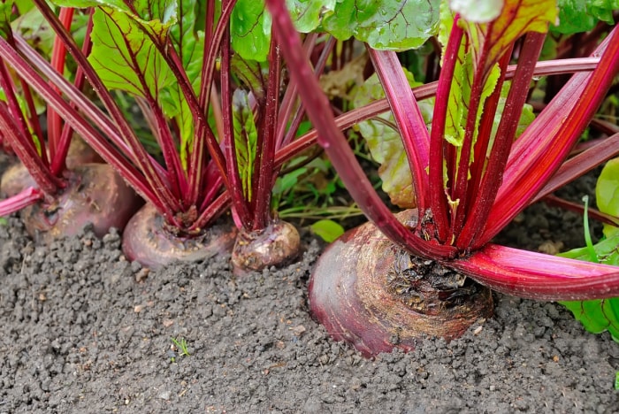 Betteraves rouges dans le jardin.