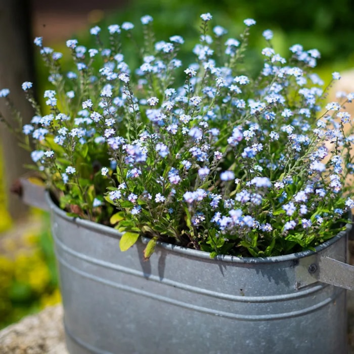 Petite plante à fleurs bleues dans un conteneur en métal