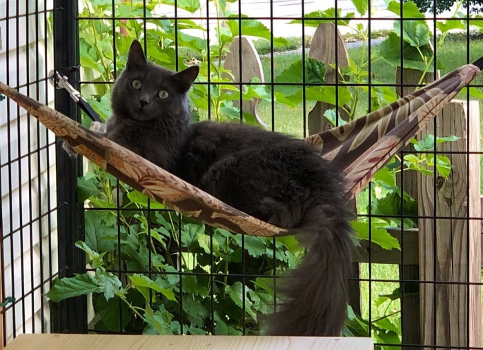 9 idées de Catio que vos amis félins vont adorer