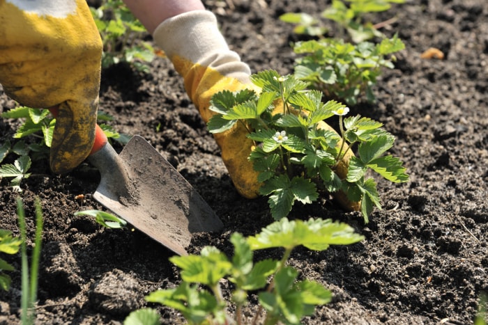 iStock-92025675 14 astuces pour protéger votre jardin des intempéries Planter des fraises