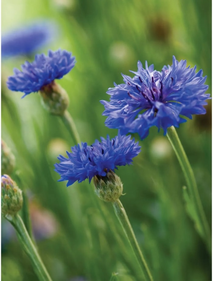 les meilleures fleurs pour démarrer à partir de graines - fleurs de bouton de célibataire bleu