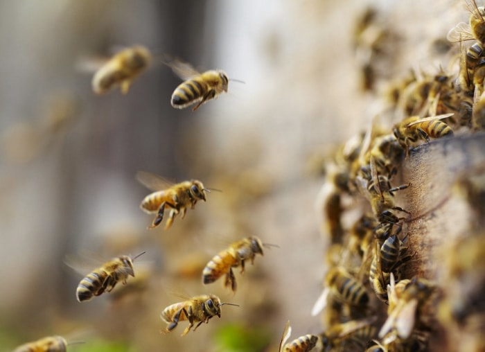 Miel fait maison : comment garder des abeilles dans votre propre jardin