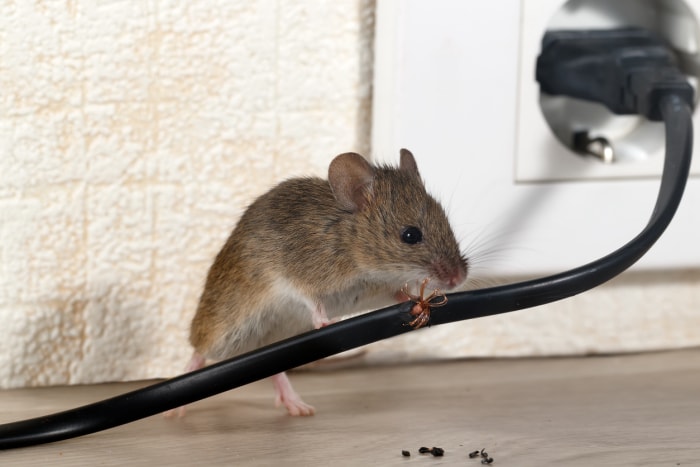 Souris mâchant un cordon électrique noir branché sur une prise