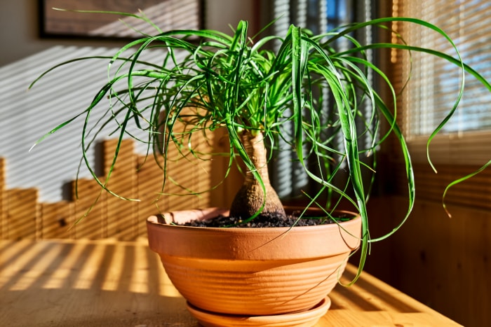 Plantes d'intérieur Beaucarnea près de la fenêtre. Hydrater les feuilles des plantes tropicales pendant la période de chauffage à la maison. La verdure à la maison. Vie écologique. Prendre soin des plantes, hobby.