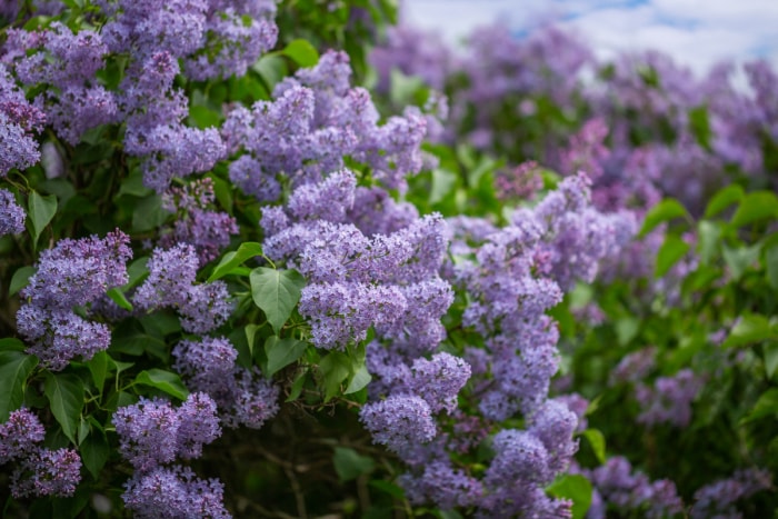 Grand buisson à fleurs lilas