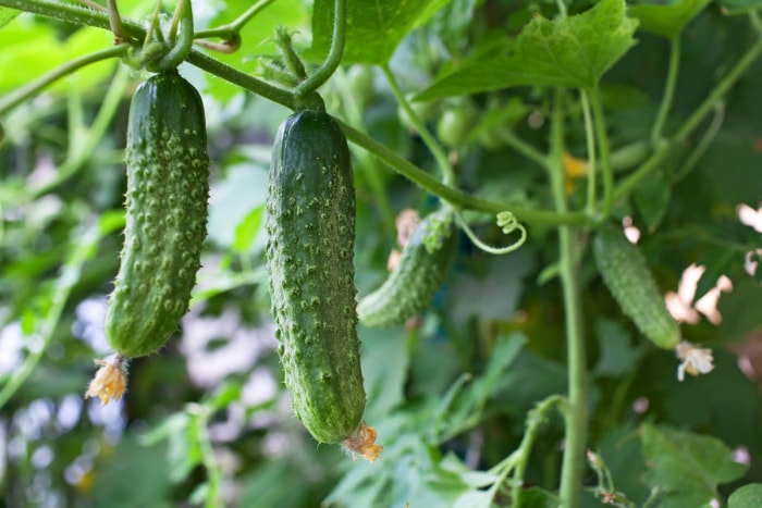 Concombres suspendus à la plante