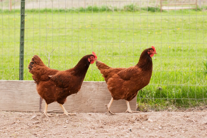 Ces 10 races de poules sont parfaitement adaptées à la vie dans la cour, que vous ayez un troupeau en pleine croissance ou que vous possédiez des poules pour la première fois.