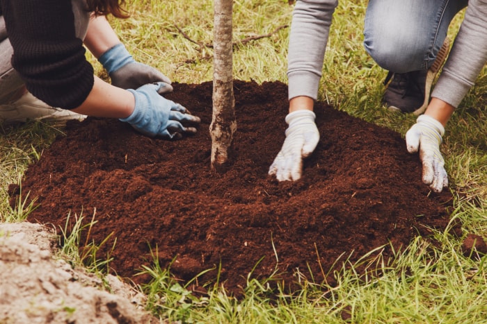 Les 10 projets incontournables de Bob Vila pour le mois d'avril Jeune couple marié en uniforme de travail avec une pelle planter un jeune arbre dans le sol