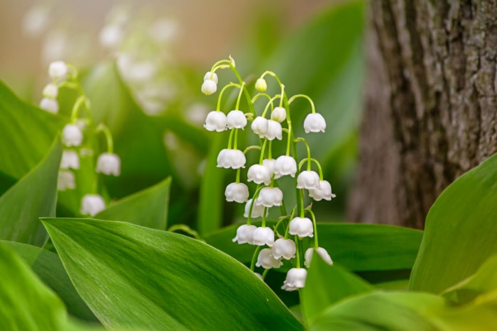 Fleurs de muguet blanc