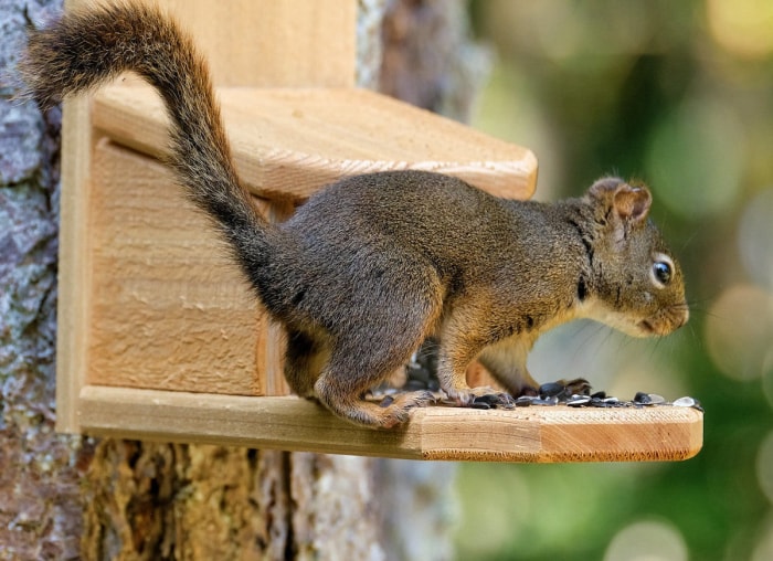 13 idées de mangeoires à écureuils à faire soi-même pour votre jardin