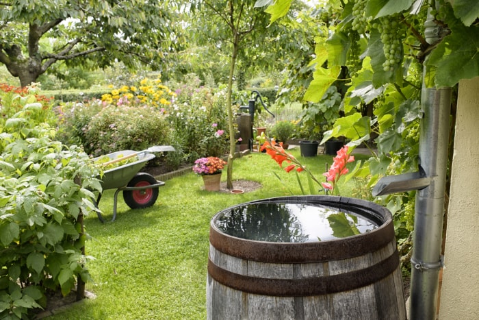 iStock-884693260 Bob Vila Must Do april Projects Barrel for Rainwater (baril pour l'eau de pluie)