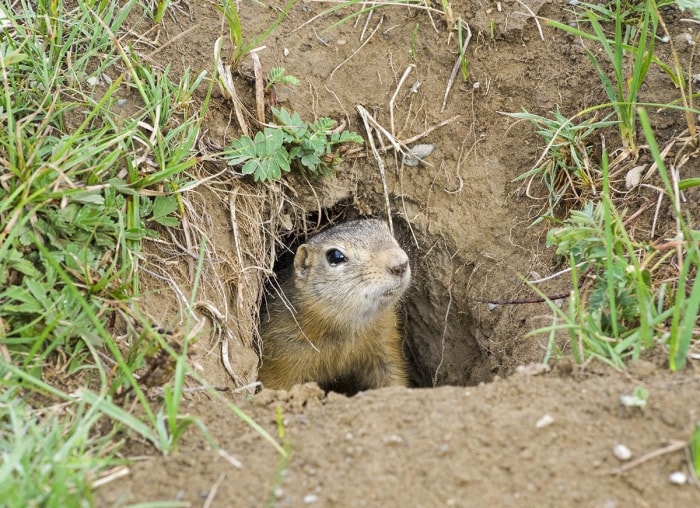 20 conseils pour éloigner toutes les bestioles de votre cour et de votre jardin