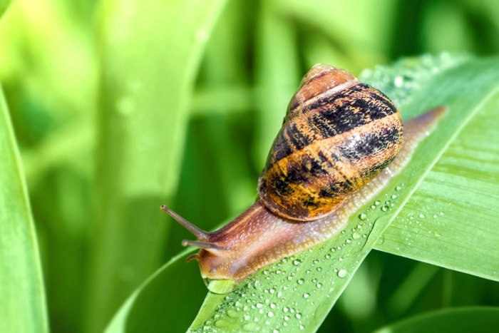 limace sur une feuille