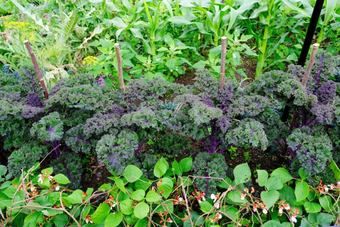 Jardin potager avec du chou frisé violet.