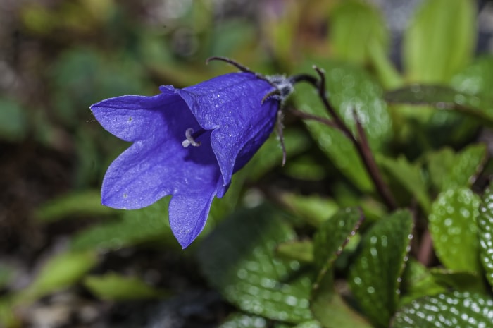 fleurs d'ombre