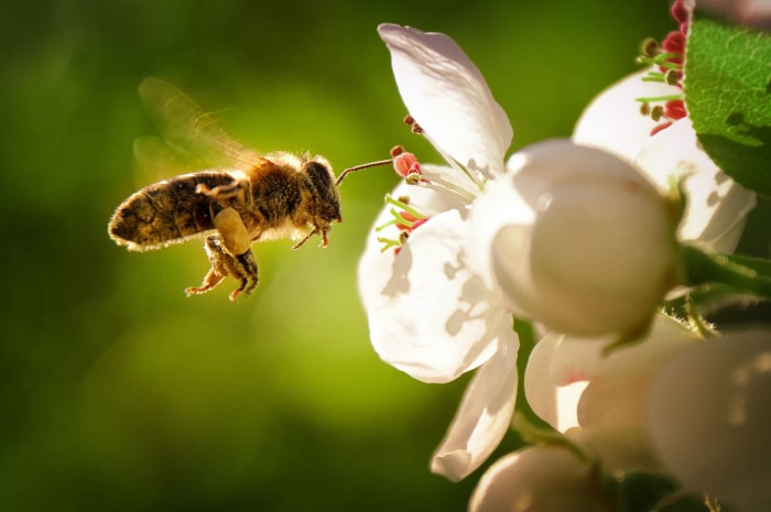 Les meilleures options de services d'élimination des abeilles